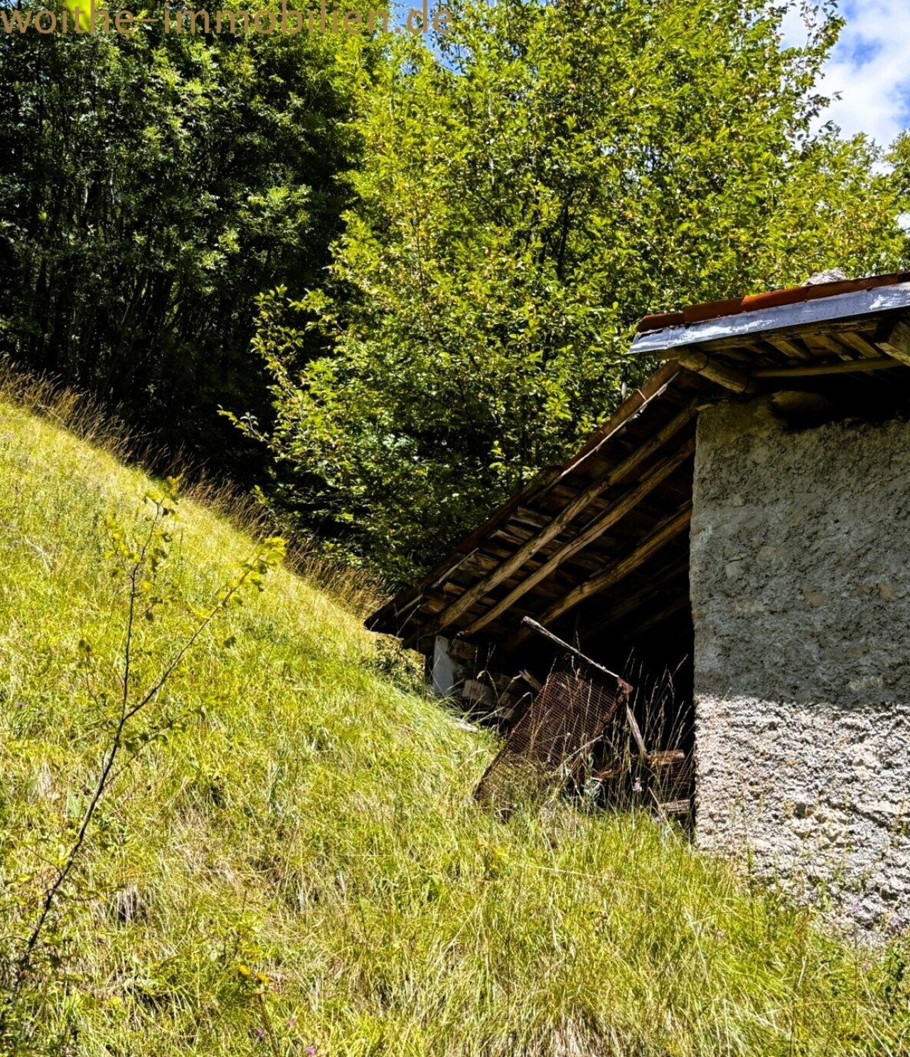 Naturbelassenes Grundstück mit dichtem Baumbestand Naturbelassenes Grundstück mit dichtem Baumbestand