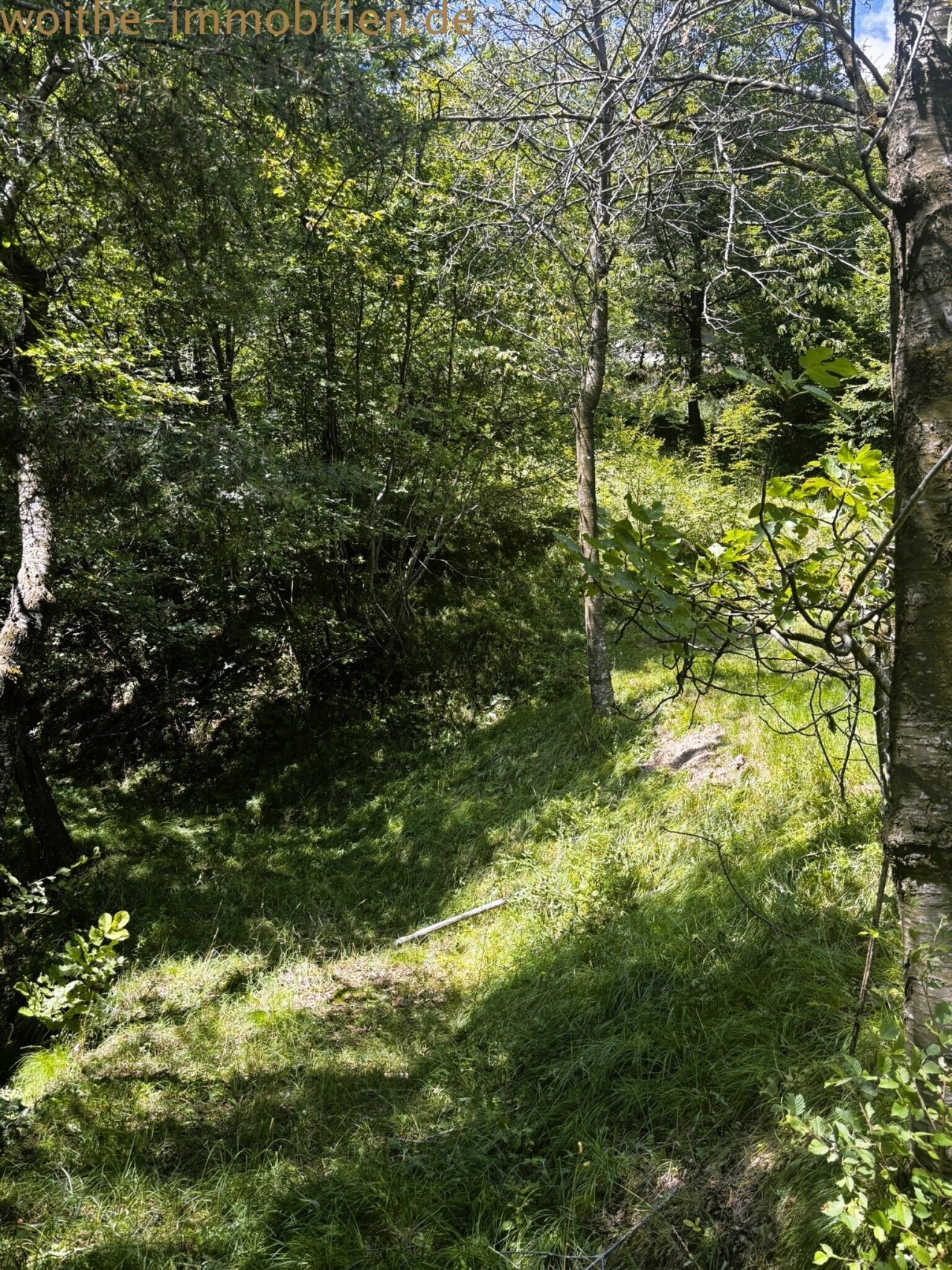 Waldgrundstück mit natürlicher Hangneigung Waldgrundstück mit natürlicher Hangneigung