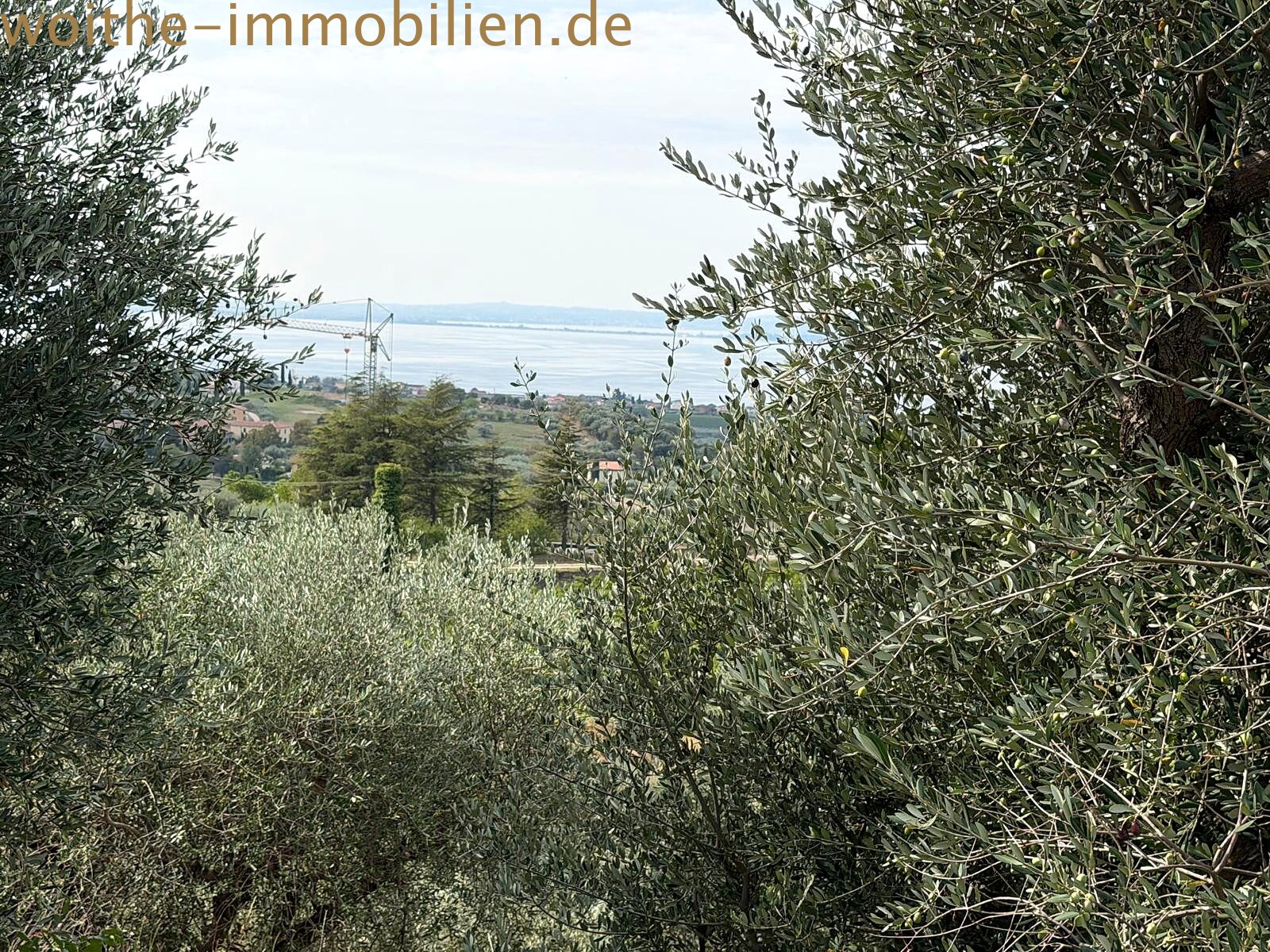 Blick durch den Olivenhain – Weite Ausblicke auf See und Landschaft