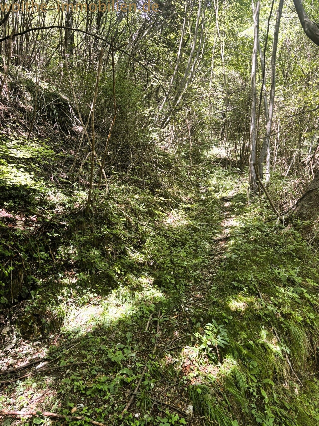 A forested stream with natural slope variation and untouched natural potential A forested stream with natural slope variation and untouched natural potential