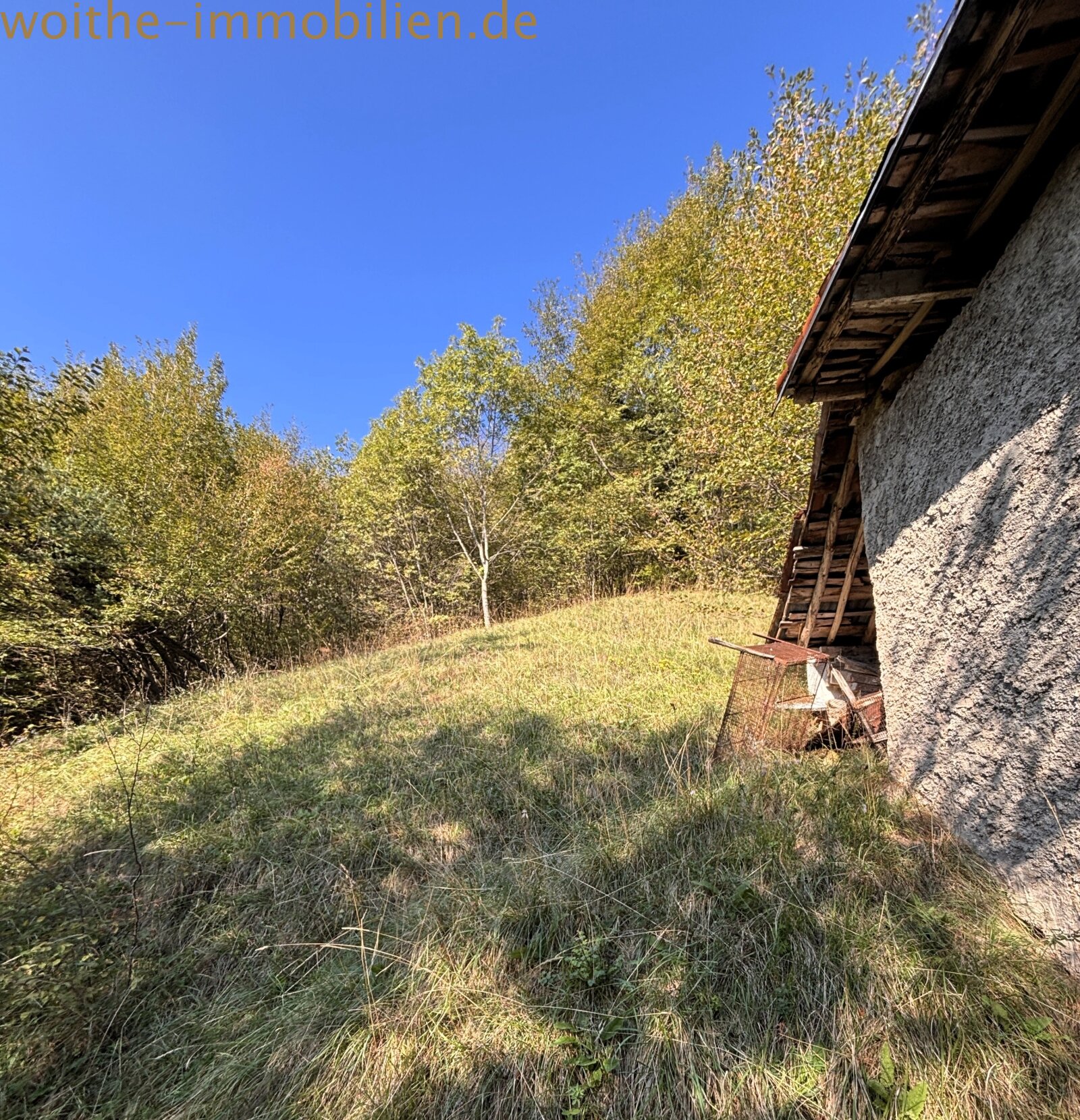 Ambiente boschivo con paesaggio naturale incontaminato e area di sviluppo Ambiente boschivo con paesaggio naturale incontaminato e area di sviluppo