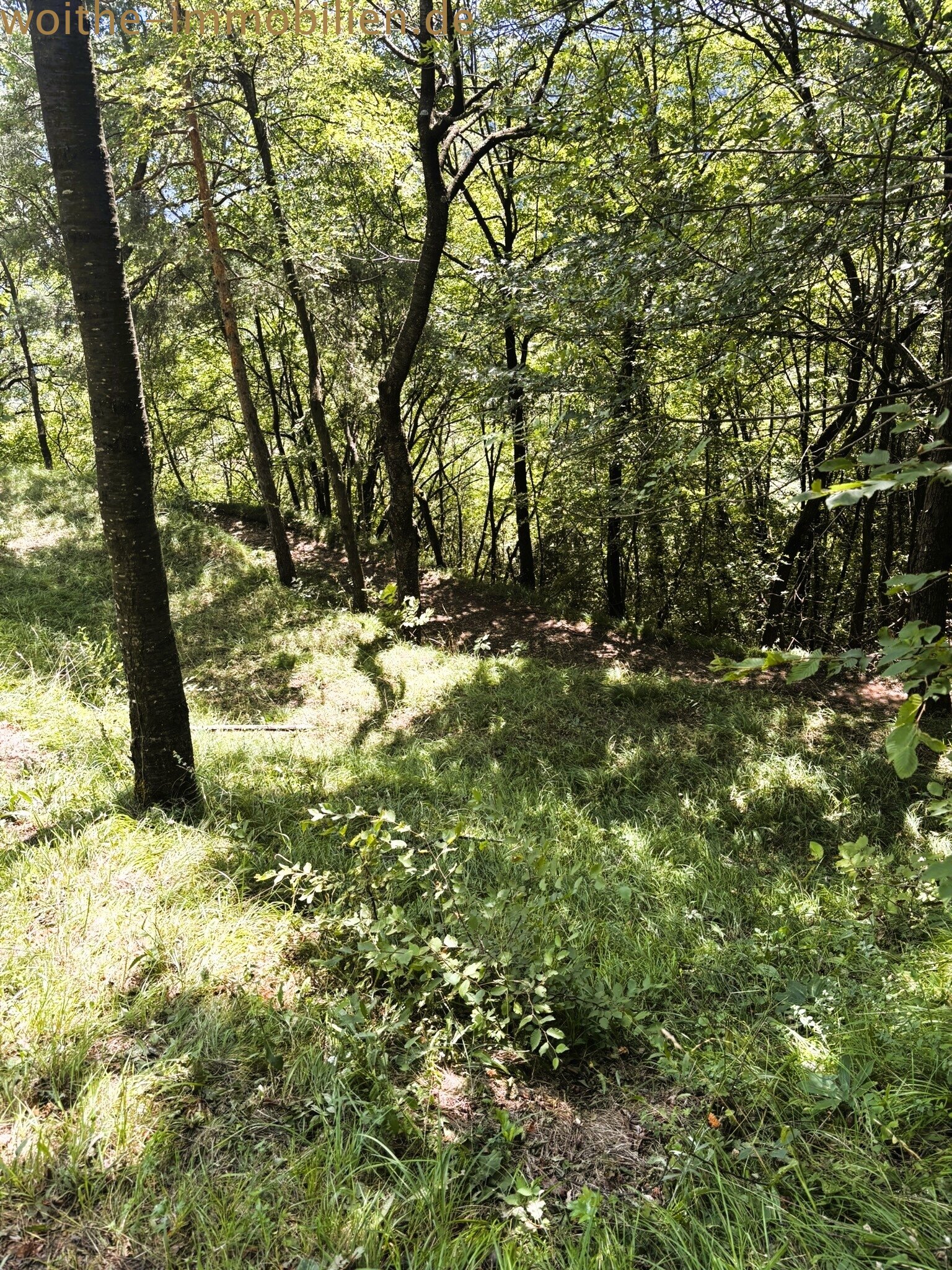 Terreno boschivo con presenza naturale di alberi e paesaggio incontaminato Terreno boschivo con presenza naturale di alberi e paesaggio incontaminato
